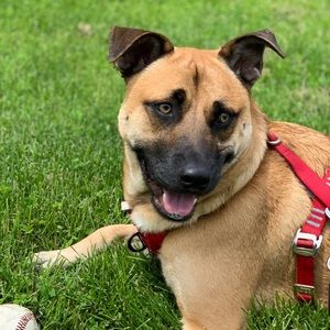 Meet your Posher, Samson